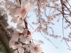 -桃花堤公园