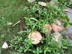 -昆山城市生态森林公园