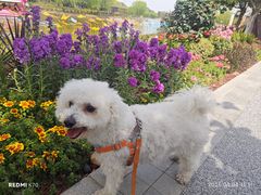 -上海鲜花港