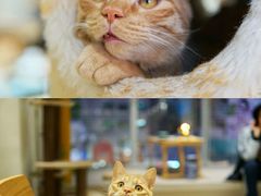 -藏猫猫咖啡主题馆(中央大道店)
