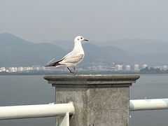 -海埂大坝