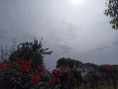 -空港花田景区