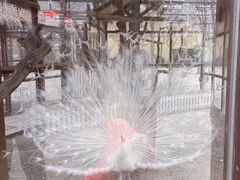 -南宫五洲植物乐园