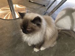 -浣熊柯尔鸭土拨鼠·电玩咖