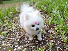 -安安宠医·安宠宠物医院