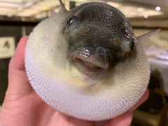-肆月河豚·新淮扬(金融街店)
