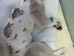 -纳吉亚猫专科动物医院博雅分院
