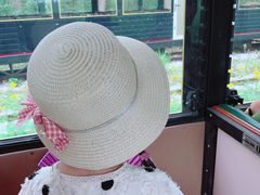 -合肥滨湖国家森林公园