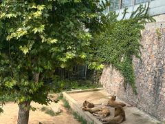 -西霞口神雕山野生动物世界