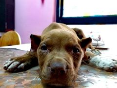 -严国平动物医院(德政总院)