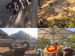 -西霞口神雕山野生动物世界