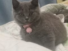 -lincat·猫舍(广州店)