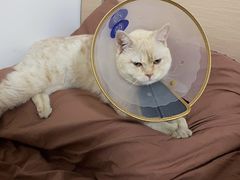 -萌兽医馆·犬猫专科·眼科中心·宠物医院(朝阳门分院)