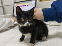 -可蒙动物医院·猫科·骨科中心(首义路店)