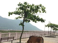 -大澳渔村及棚屋
