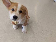 -共舞时光猫咖·狗咖(新街口店)