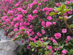 -木兰云雾山
