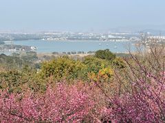 -香雪海