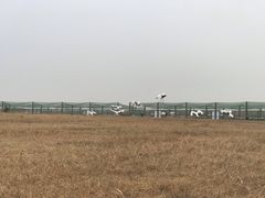 -盐城丹顶鹤湿地生态旅游区