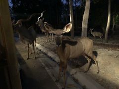 -清迈夜间动物园