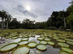 -中国科学院西双版纳热带植物园
