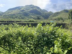 -石台牯牛降景区