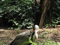 -广州长隆飞鸟乐园