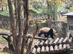 -都江堰中华大熊猫苑
