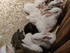 -绿色星球动物主题公园