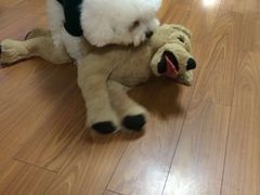 -美联众合动物医院·24h京西诊疗中心