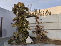 -石家庄市植物园