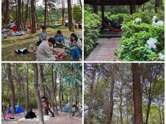 -铁山坪森林公园