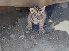 -西霞口神雕山野生动物世界