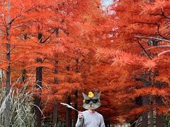 -小芝红树林