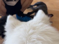-Let's go狗咖·猫咖·奶狗·桌游(春熙路IFS店)