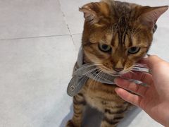 -Heymao猫咖.咖啡厅(东门店)