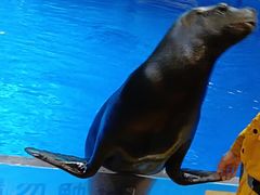 -芜湖新华联大白鲸海洋公园