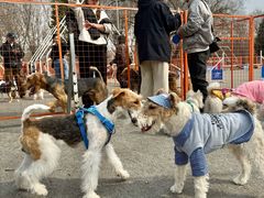 -爪吧宠物乐园 (温榆河示范区店)
