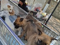 -哈尔滨道外花鸟鱼市场