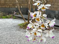 -腾冲和顺柏联酒店