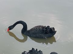 -鹅湖玫瑰文化园
