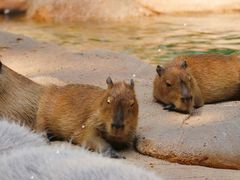 -北京野生动物园
