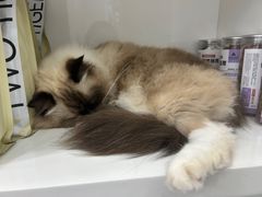 -东莞宠友24H宠物中心医院·转诊夜诊·异宠(新河北路院)