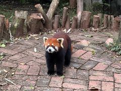 -成都大熊猫繁育研究基地