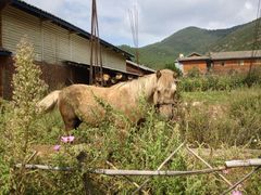 景点-洛洼北码头