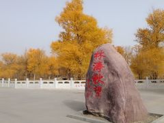 -金塔沙漠胡杨林景区