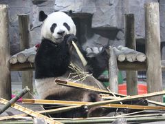 -栾川竹海野生动物园