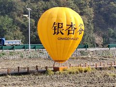 -千年银杏谷文化旅游区