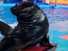 -烟台海昌鲸鲨海洋公园