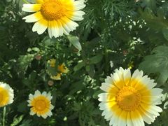 -南汇水蜜桃采摘(大团店)